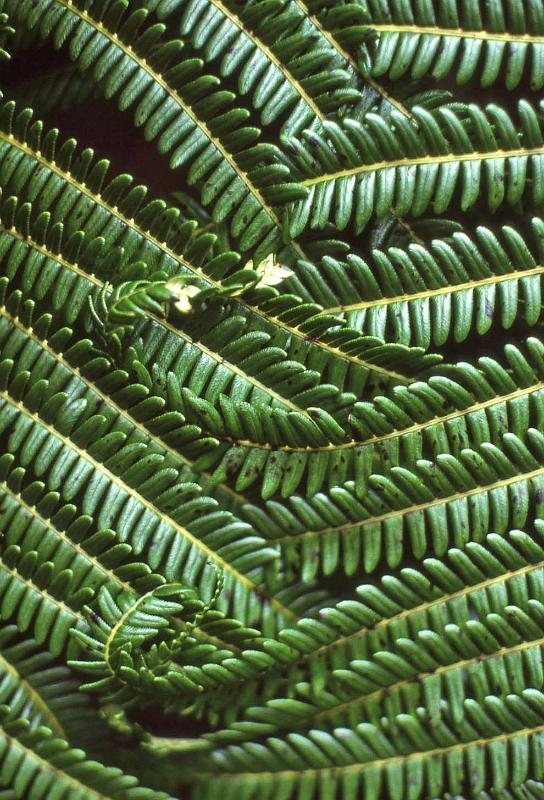WT 0071 001-21 Hawaii Ferns.jpg